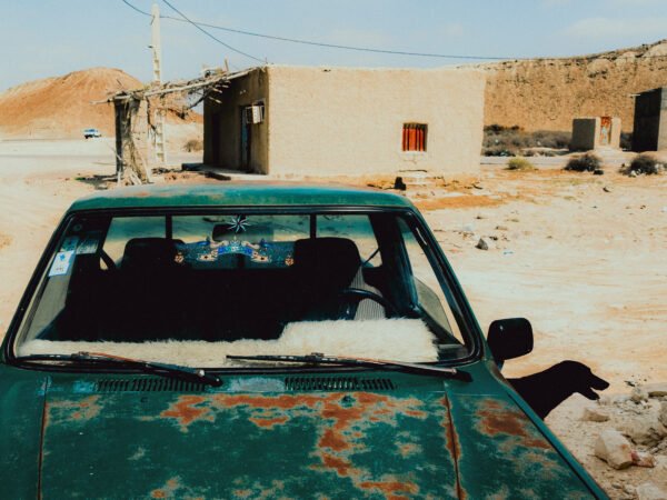 Chien errant